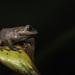 Speckled Rain Frog - Photo (c) Santiago Hualpa, all rights reserved, uploaded by Santiago Hualpa