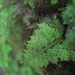 Thuidium cymbifolium - Photo (c) Eric Knight, όλα τα δικαιώματα διατηρούνται