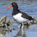 American Oystercatcher - Photo (c) Ajay, all rights reserved, uploaded by Ajay