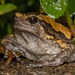 Asian Painted Frog - Photo (c) Artur Tomaszek, all rights reserved, uploaded by Artur Tomaszek