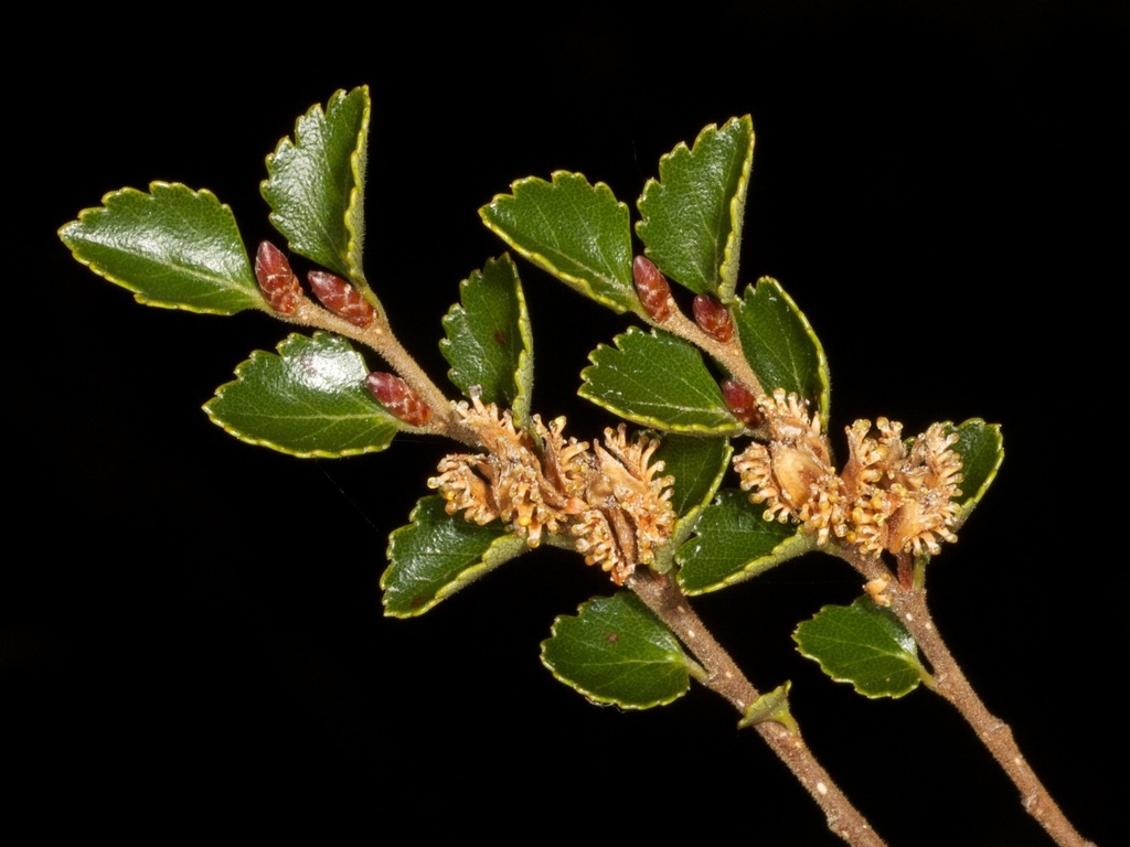 Nothofagus menziesii — houseplant care guide