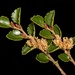 Nothofagus menziesii - Photo (c) chrismorse, todos los derechos reservados