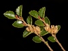 Silver Beech - Photo (c) chrismorse, all rights reserved