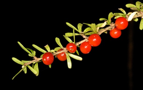 Coprosma cuneata Hook.f.