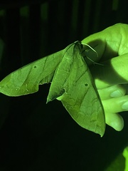 Pachylia darceta image