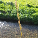 Tall Fescue - Photo (c) Nick Saville, all rights reserved, uploaded by Nick Saville