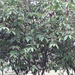 Colubrina glandulosa - Photo (c) Juan David Fernandez, todos los derechos reservados, subido por Juan David Fernandez