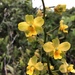 Yellow Cowhorn Orchid - Photo (c) nicrodemo, all rights reserved