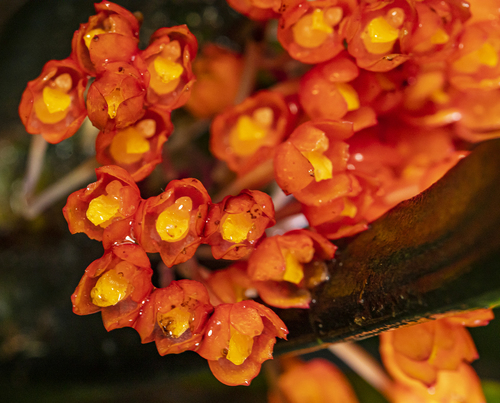 Fulgens Orchid
