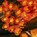 Maxillaria fulgens - Photo (c) Manlio Cuevas, all rights reserved, uploaded by Manlio Cuevas