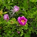 Rosa minutifolia - Photo (c) Yeli Roma, todos los derechos reservados, subido por Yeli Roma