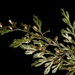 Hymenophyllum multifidum - Photo (c) chrismorse, todos los derechos reservados