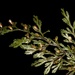 Hymenophyllum multifidum - Photo (c) chrismorse，保留所有權利