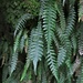 Blechnum chambersii - Photo (c) chrismorse，保留所有權利