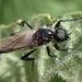 White-winged March Fly - Photo (c) Rick Wachs, all rights reserved, uploaded by Rick Wachs