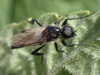 White-winged March Fly - Photo (c) Rick Wachs, all rights reserved, uploaded by Rick Wachs