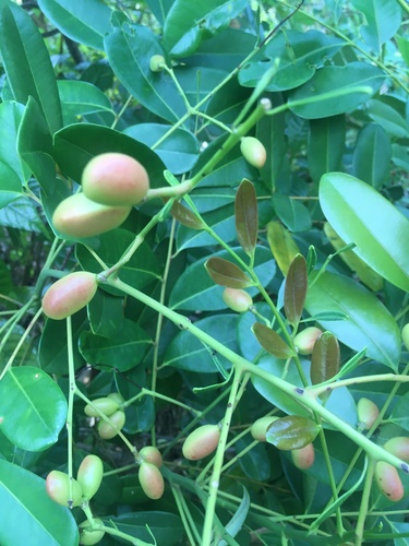 Simarouba glauca - Leaves