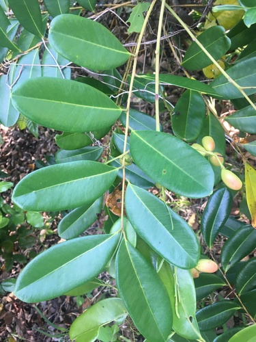 Simarouba glauca - Whole tree