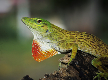 Neotropical Green Anole