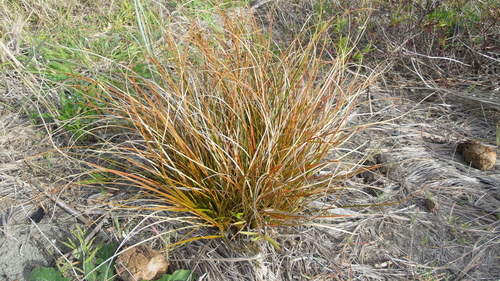 Carex testacea Sol. ex Boott