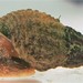 Tarebia granifera - Photo (c) Nelson Miranda, todos os direitos reservados, uploaded by Nelson Miranda