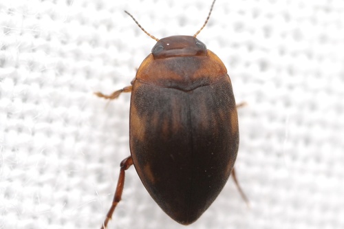 Neoporus cimicoides