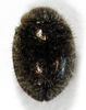 Rhyzobius fagus - Photo (c) Stephen Thorpe, all rights reserved, uploaded by Stephen Thorpe