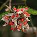 Rosary Pea - Photo (c) LYN FRANCEY, all rights reserved, uploaded by LYN FRANCEY