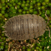 Giant Canyon Woodlouse - Photo (c) Alice Abela, all rights reserved