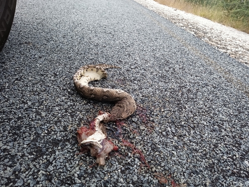 Puff Adder