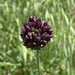 Allium rotundum - Photo (c) Konstantinos Barsakis, all rights reserved, uploaded by Konstantinos Barsakis