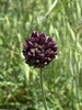 Allium - Photo (c) Konstantinos Barsakis, all rights reserved, uploaded by Konstantinos Barsakis