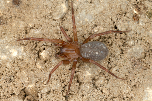 Cicurina cicur