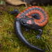 Giant False Brook Salamanders - Photo (c) Larissa Ortega Guzmán, all rights reserved, uploaded by Larissa Ortega Guzmán