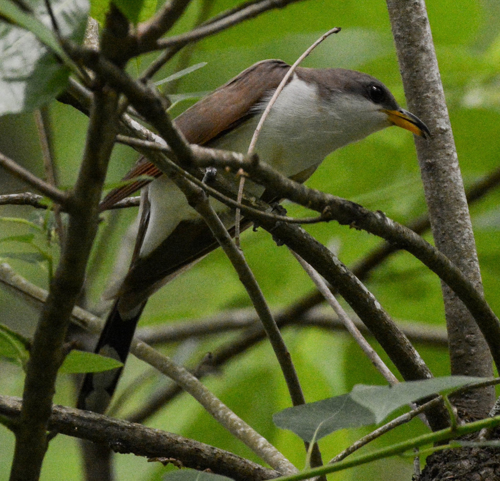 Yellowbilled Cuckoo from Burden Gardens, Baton Rouge, LA, USA on May
