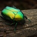 Big Rose-Chafer - Photo (c) Frederic Griesbaum, all rights reserved, uploaded by Frederic Griesbaum