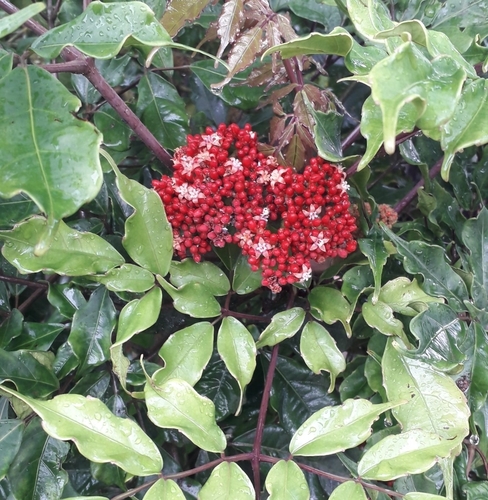 Leeaceae image