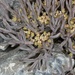 Lignocarpa carnosula - Photo (c) chrismorse, all rights reserved