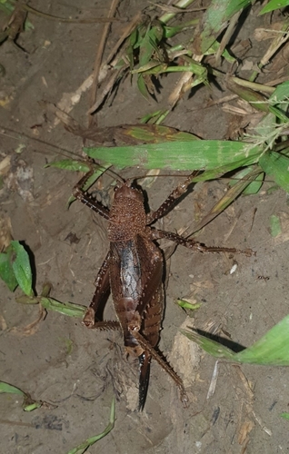 Choeroparnops