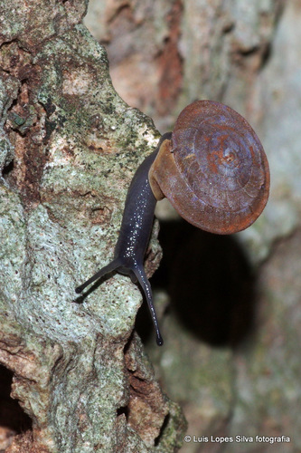 Gittenbergeria turriplana