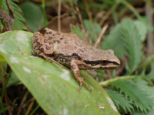 Western Chorus Frog