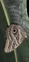 Caligo telamonius image