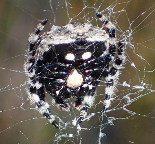 Common Bark Spider