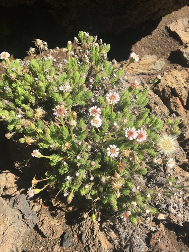 Alpine Tetramolopium