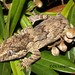 Knob-headed Giant Gecko - Photo (c) Christian Langner, all rights reserved, uploaded by Christian Langner