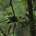 Bulbophyllum insulsoides - Photo (c) 朱耕熹, todos los derechos reservados, uploaded by 朱耕熹