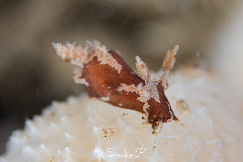 Trapania brunnea Rudman, 1987