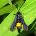 Peachtree Borer Moth - Photo (c) Russ Jones, all rights reserved, uploaded by Russ Jones