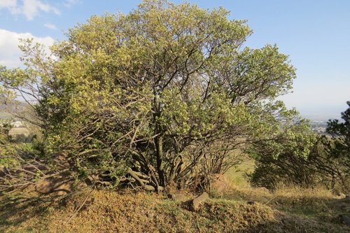 Baccharis heterophylla