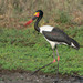 Saddle-billed Stork - Photo (c) LYN FRANCEY, all rights reserved, uploaded by LYN FRANCEY
